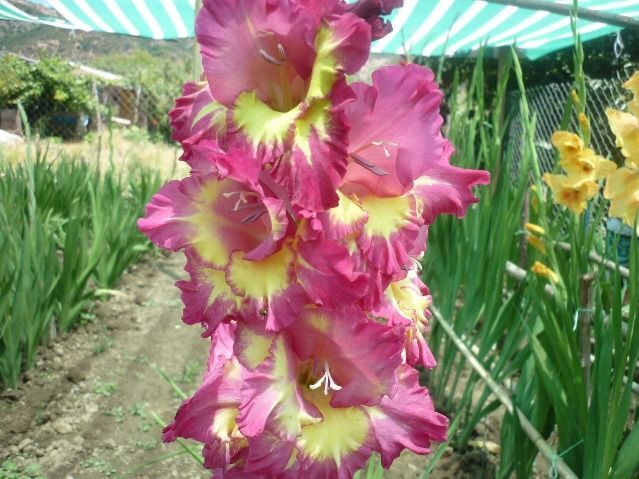 Гладиолус Фар Вест 10/12 1шт (КолЛайн) 8шт/уп