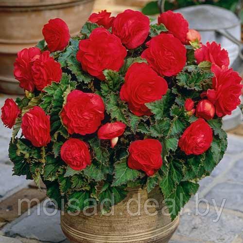 Бегония Нон стоп Ярко-Красная 1шт (КолЛайн)