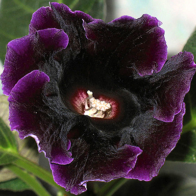 Глоксиния Принц Альберт 1шт 5/6 (Садовита) 2шт/уп