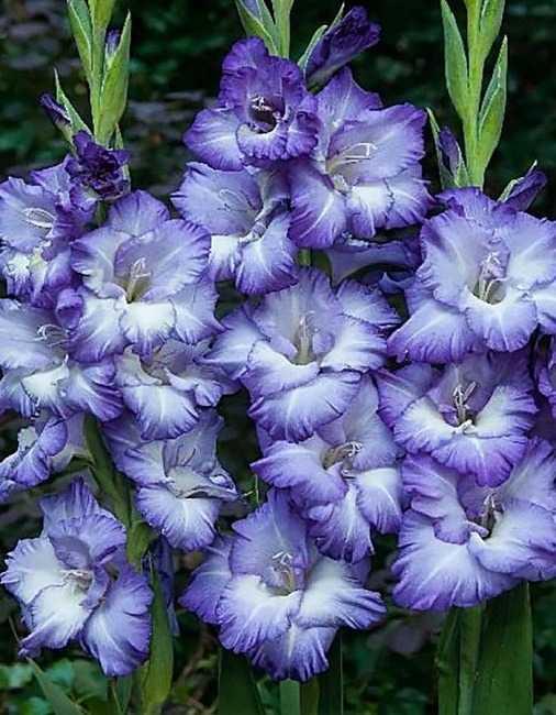 Гладиолус Тритон 12/14 1шт (КолЛайн) 5шт/уп