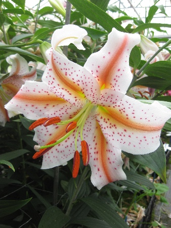 Лилия Свадебный Марш 12/14 1шт (КолЛайн)