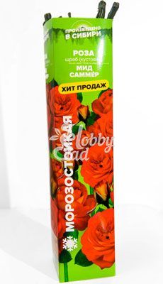 Роза Мид Саммер 1шт (Алтай) шраб, кустовая, красно-оранжевая, до 1,0м