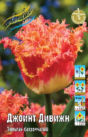 Тюльпан Джоинт Дивижн 1шт (КолЛайн) 8шт/уп