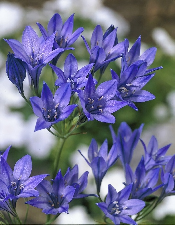 Трителейя Королева Фабиола 1шт (КолЛайн) 10шт/уп