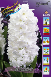 Гиацинт Айлос 14/15 1шт (КолЛайн) 3шт/уп белый