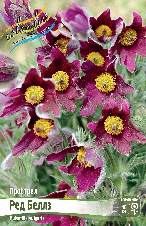 Прострел Ред Беллз 1шт (КолЛайн)