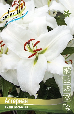 Лилия Астериан 12/14 1шт (КолЛайн) 5шт/уп