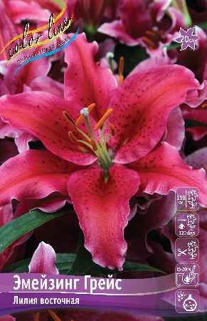 Лилия Эмейзинг Грейс 1шт (КолЛайн) 5шт/уп