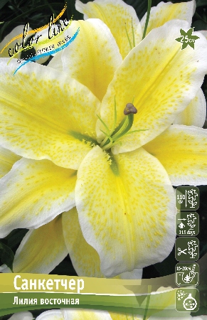 Лилия Санкетчер 12/14 1шт (КолЛайн) 5шт/уп лимонно-желтая