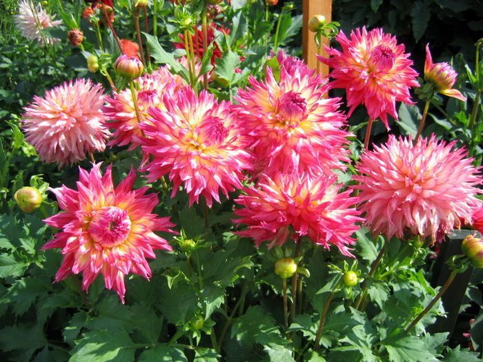 Георгина Ненекази 1шт (КолЛайн)