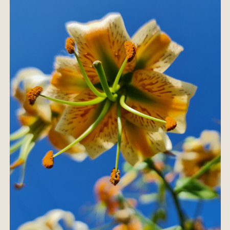 Лилия Леди Алиса 12/14 1шт (КолЛайн) 5шт/уп