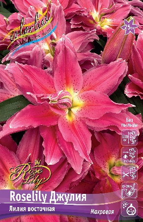 Лилия Roselily&Джулия 12/14 1шт (КолЛайн) 