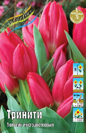 Тюльпан Тринити 11/12 1шт (КолЛайн) 8шт/уп