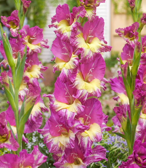 Гладиолус Фемм Фаталь 1шт (КолЛайн) 8шт/уп