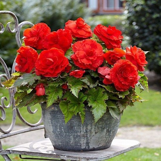 Бегония СУПЕРБА Ярко-красная 1шт (КолЛайн) 3шт/уп