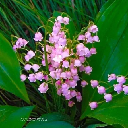 Ландыш Розея 1шт (КолЛайн) 