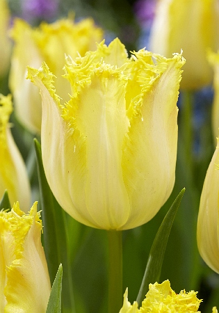 Тюльпан Лимончелло 1шт (КолЛайн) 7шт/уп 