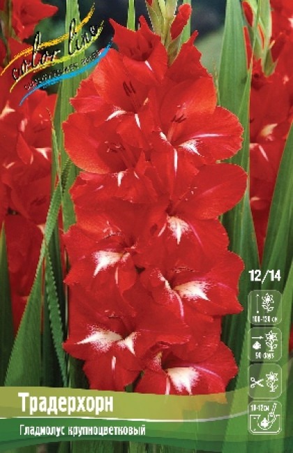 Гладиолус Традерхорн 12/14 1шт (КолЛайн) 7шт/уп