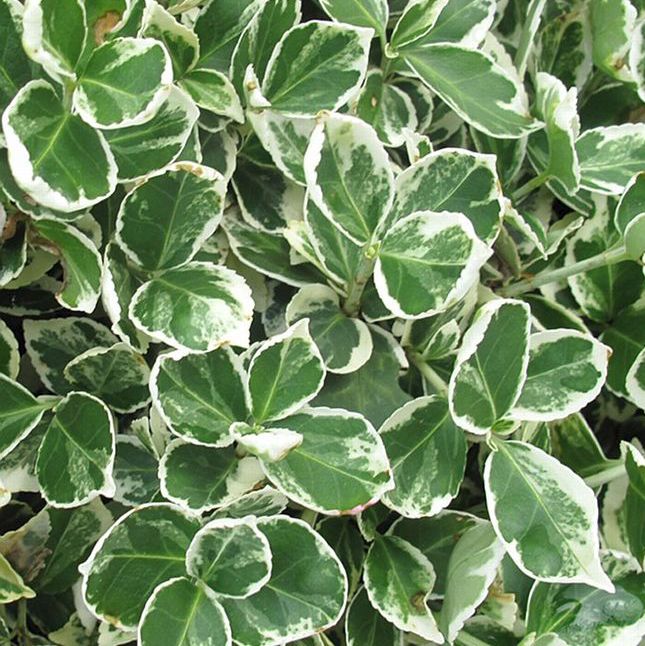 Бересклет Эмеральд Гаити 1шт (КолЛайн)