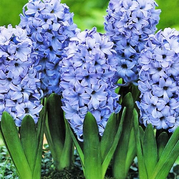 Гиацинт Дельфт Блю 14/15 1шт (Садовита) 3шт/уп