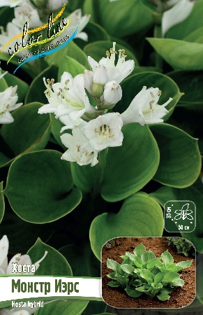 Хоста Монстр Иэрс 1шт (КолЛайн) 