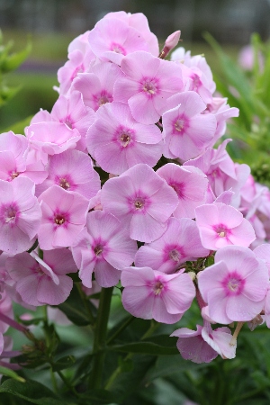 Флокс Капитан Пагглфейс 1шт (КолЛайн) 2шт/уп