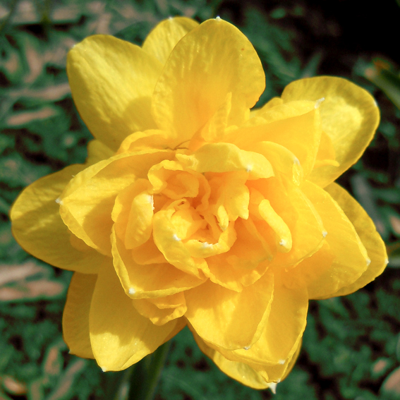 Нарцисс Пенкребар 8/10 1шт (Садовита) 8шт/уп