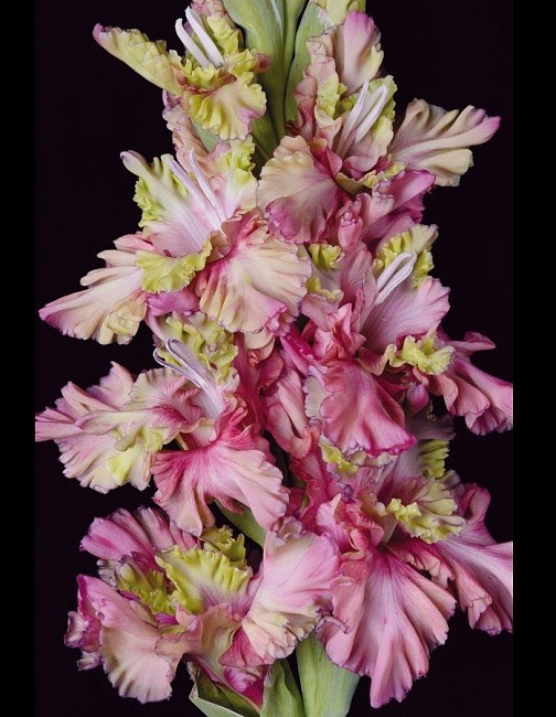 Гладиолус Прага 12/14 1шт (КолЛайн) 7шт/уп