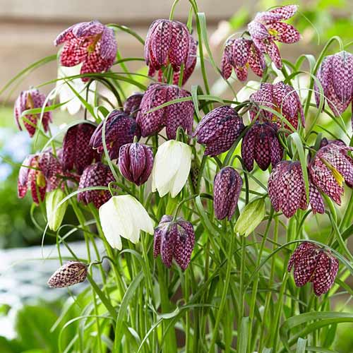 Фритиллярия Мелеагрис Микс 5/6 1шт (Садовита) 10шт/уп