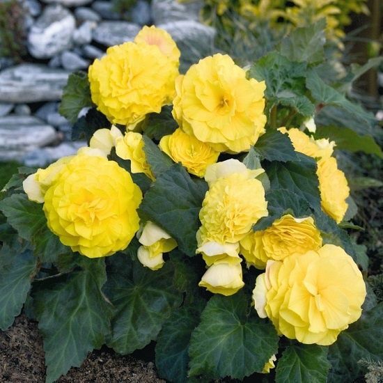 Бегония СУПЕРБА Желтая 1шт КолЛайн 