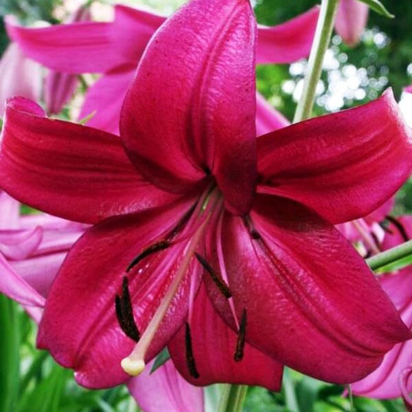 Лилия Пурпл Марбл 12/14 1шт (КолЛайн)