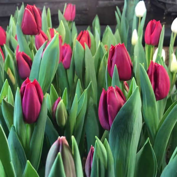 Тюльпан Карри 1шт (КолЛайн) 10шт/уп