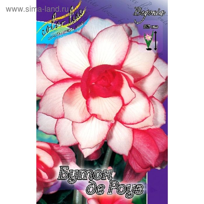 Бегония Бутон Де Роуз  5/6 1шт (Садовита) 3шт/уп