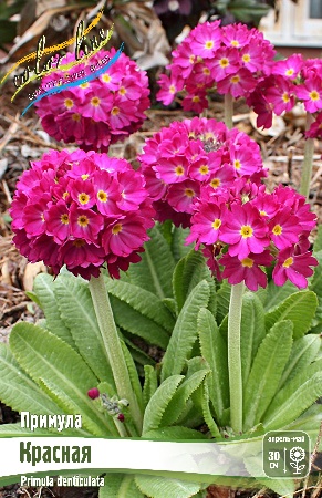 Примула Дентикулята Красный 1шт (КолЛайн)