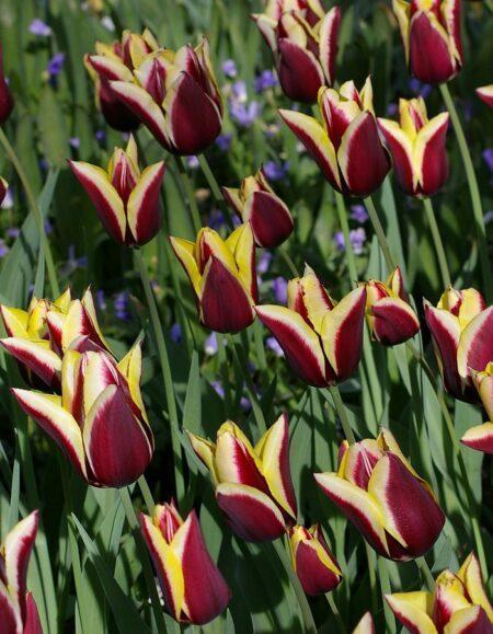 Тюльпан Гавота 1шт (КолЛайн) 3шт/уп