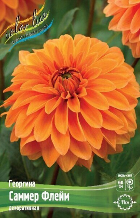 Георгина Саммер Флейм 1шт (КолЛайн)