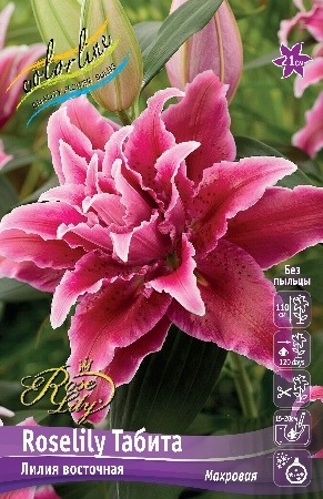 Лилия Roselily&Табита 12/14 1шт (КолЛайн) 5шт/уп