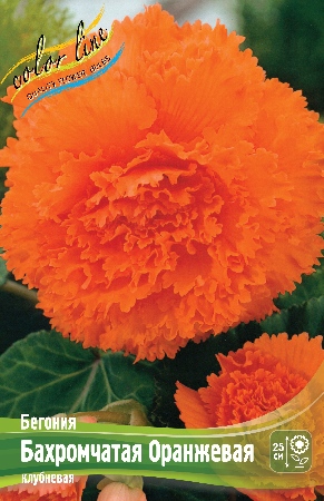 Бегония Бахромчатая Оранжевая 5/6 1шт (КолЛайн) 2шт/уп