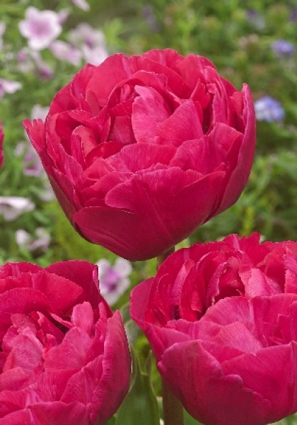 Тюльпан Рози Диамонд Пипи 1шт (КолЛайн) 8шт/уп