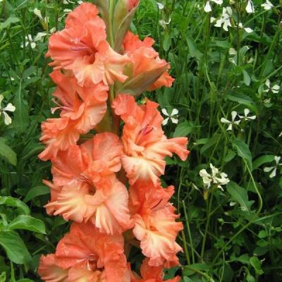 Гладиолус Харьков 12/14 1шт (КолЛайн) 7шт/уп