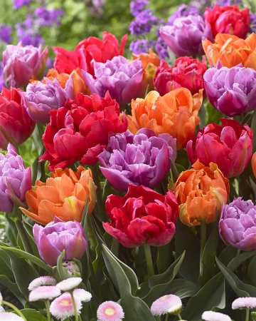 Тюльпан Махровые ранние, смесь 1шт (КолЛайн) 8шт/уп