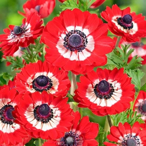 Анемона Говернор 5/6 1шт (КолЛайн) 5шт/уп