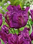 Тюльпан Негрита Пэррот 1шт (КолЛайн) 8шт/уп