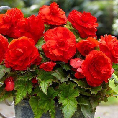 Бегония Махровая Ярко-красная 1шт (КолЛайн) 3шт/уп