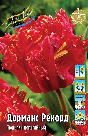 Тюльпан Дорманс Рекорд 1шт (КолЛайн) 7шт/уп