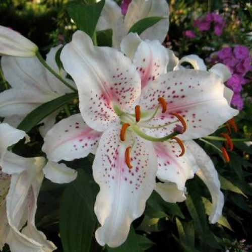 Лилия ИГЛ 12/14 1шт (КолЛайн) 5шт/уп