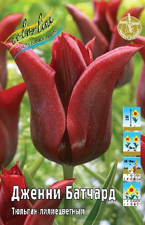 Тюльпан Дженни Батчард 1шт (КолЛайн) 7шт/уп