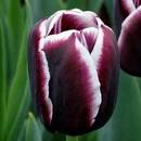 Тюльпан Тирамису 11/12 1шт (Садовита) 8шт/уп