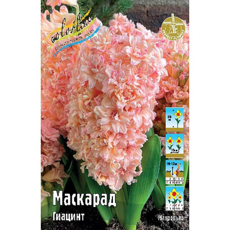 Гиацинт Маскарад 14/15 1шт (КолЛайн) 3шт/уп