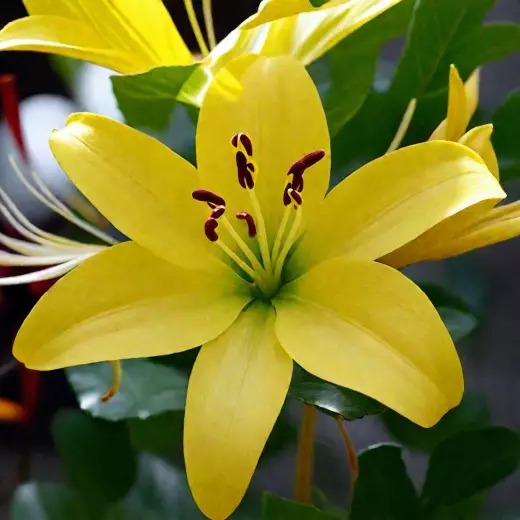 Лилия Йеллоу Каунти 12/14 1шт (КолЛайн) 2шт/уп